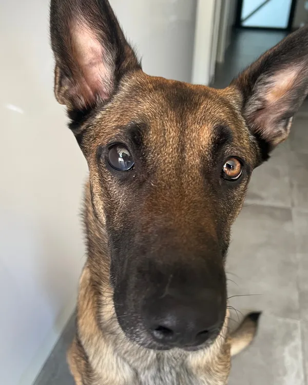 Mala mirando a la cámara en el pasillo de casa.